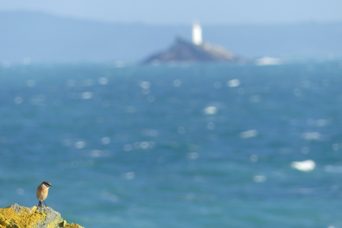 European Stonechat - ML645850601