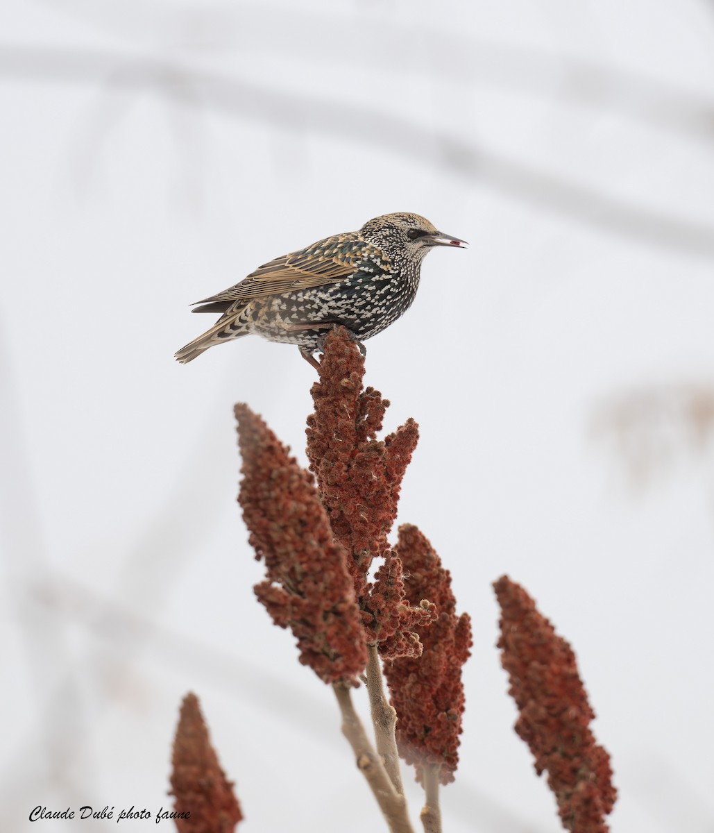 European Starling - ML645850602