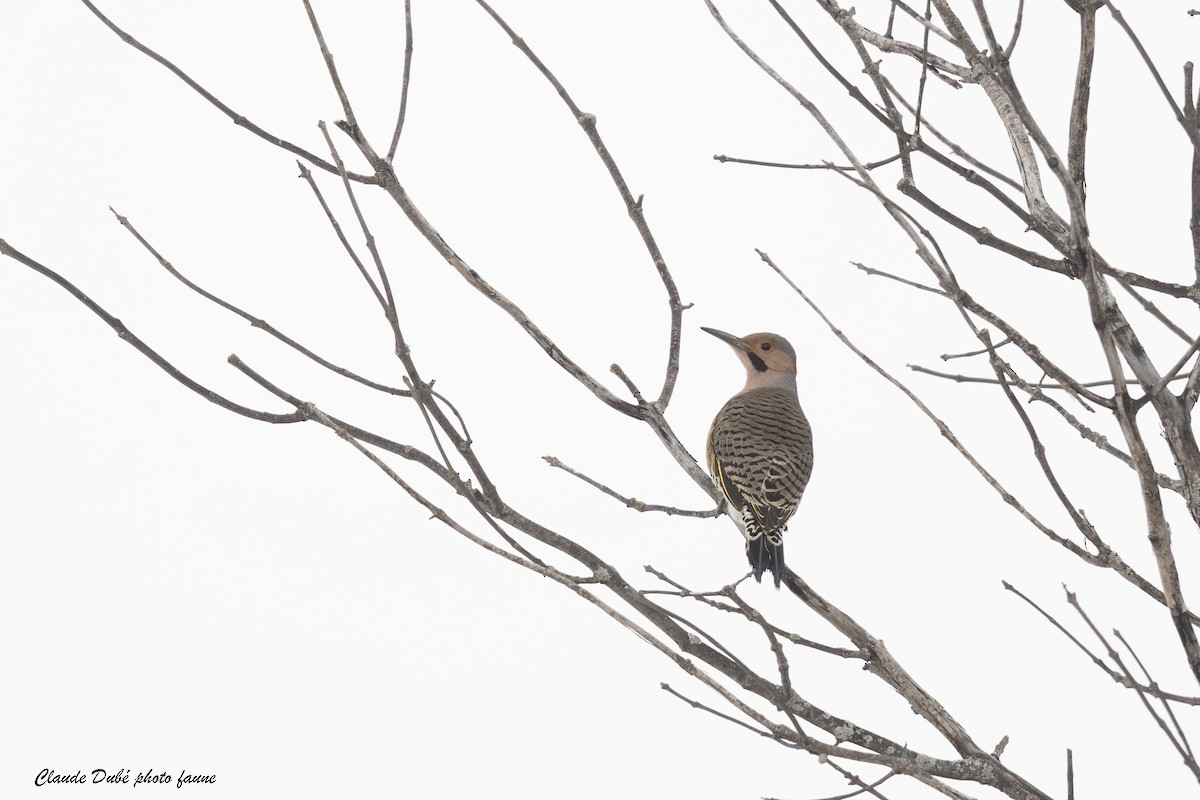 Northern Flicker - ML645850609