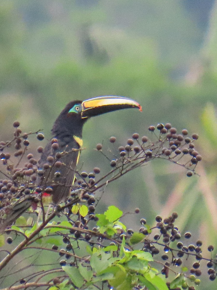 Many-banded Aracari - ML645850610