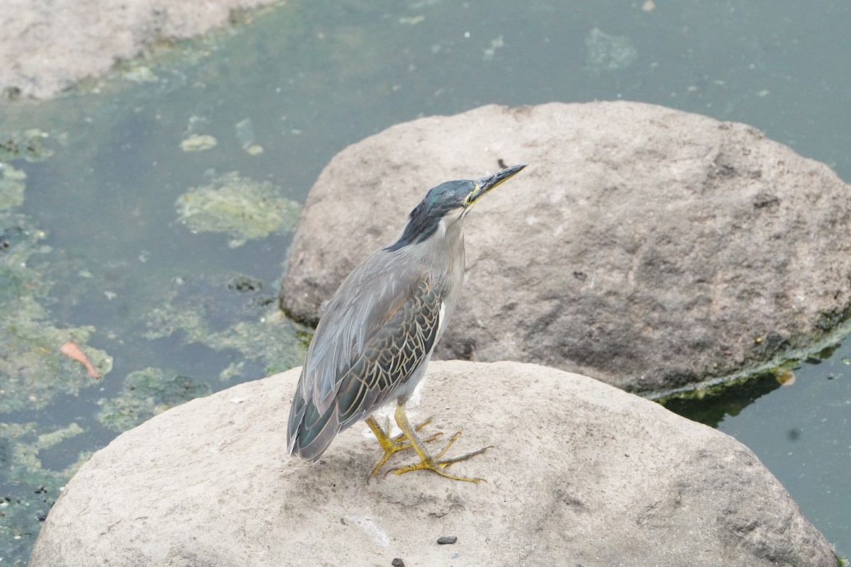 Little Heron - ML645850618