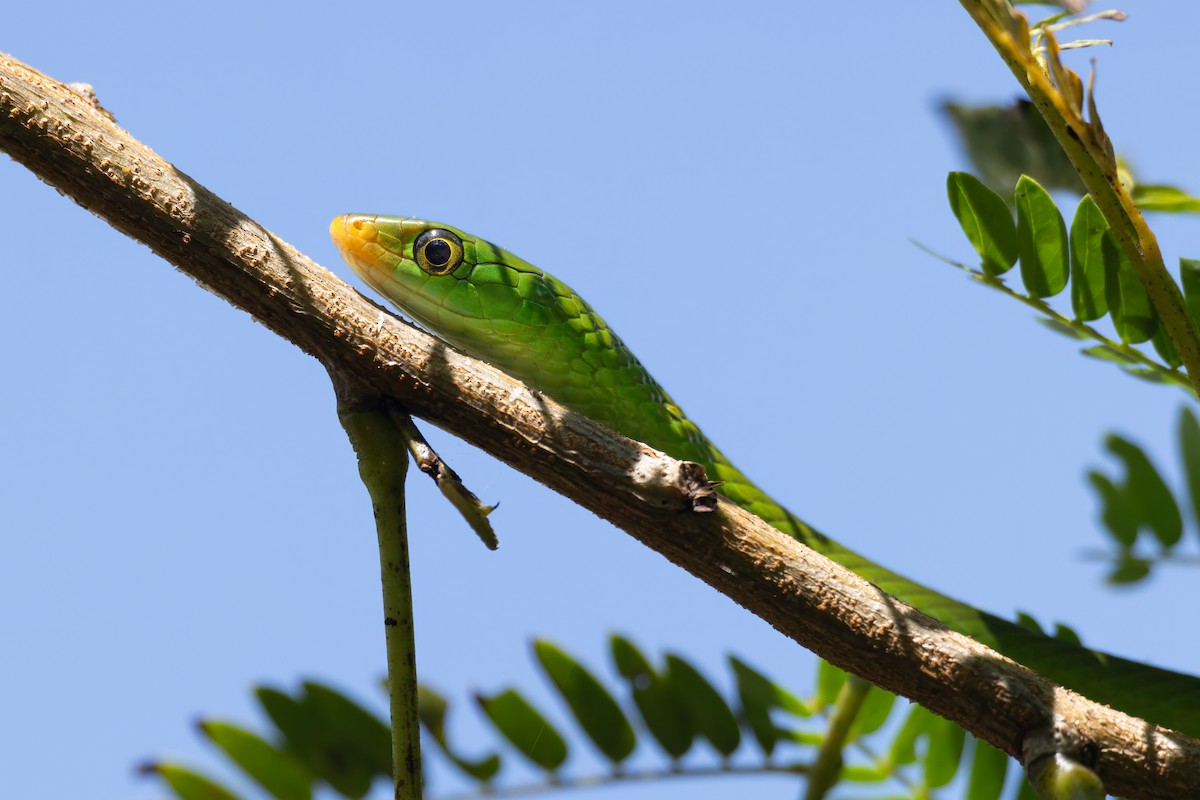 Green Water Snake - ML645850622