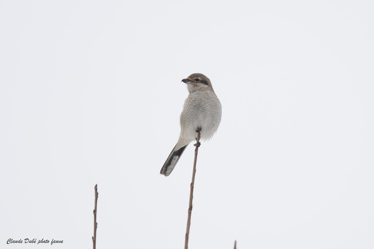 Northern Shrike - ML645850623