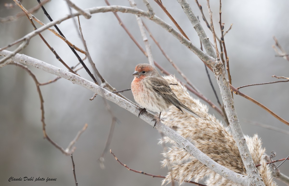 House Finch - ML645850628