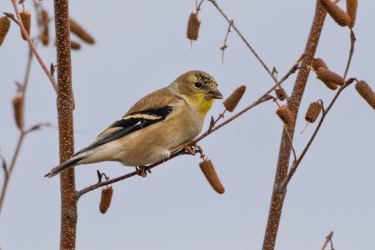 Altın İskete - ML645850636