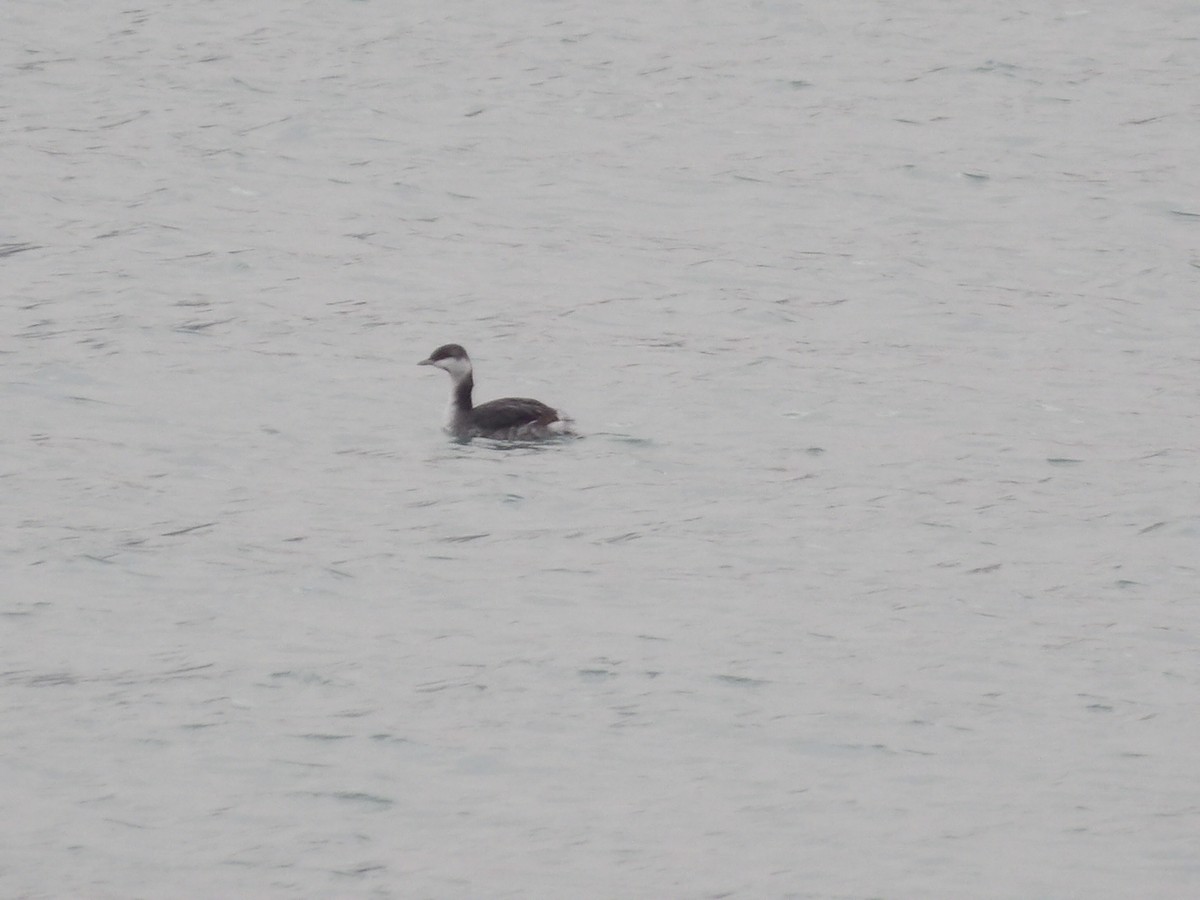 טבלן לבן-לחיים - ML645850647