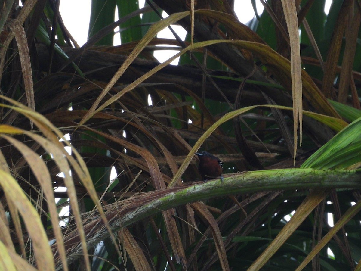 Dot-winged Antwren - ML645850648