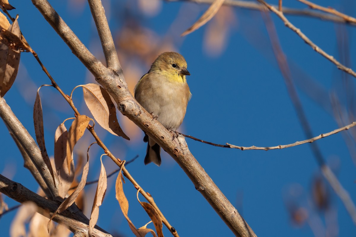 Altın İskete - ML645850649