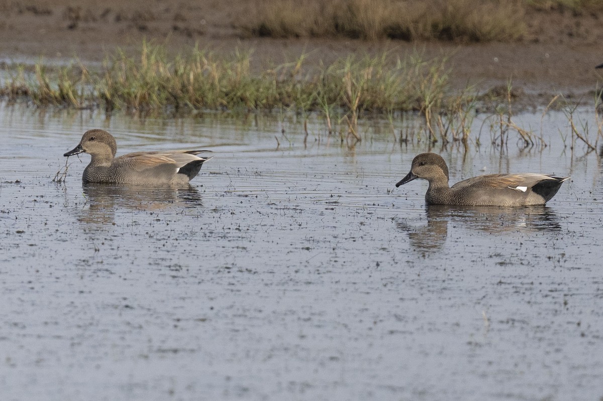 Серая утка - ML645850650