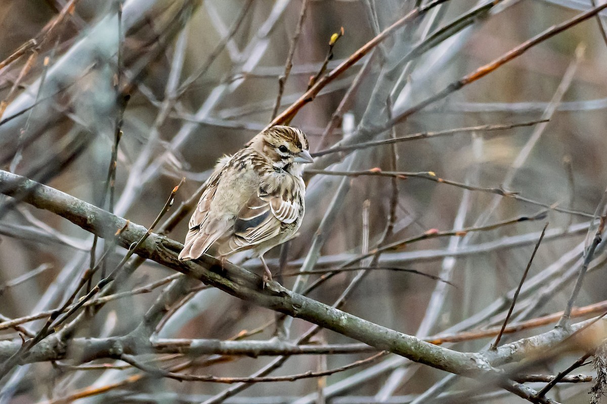 Lark Sparrow - ML645850652