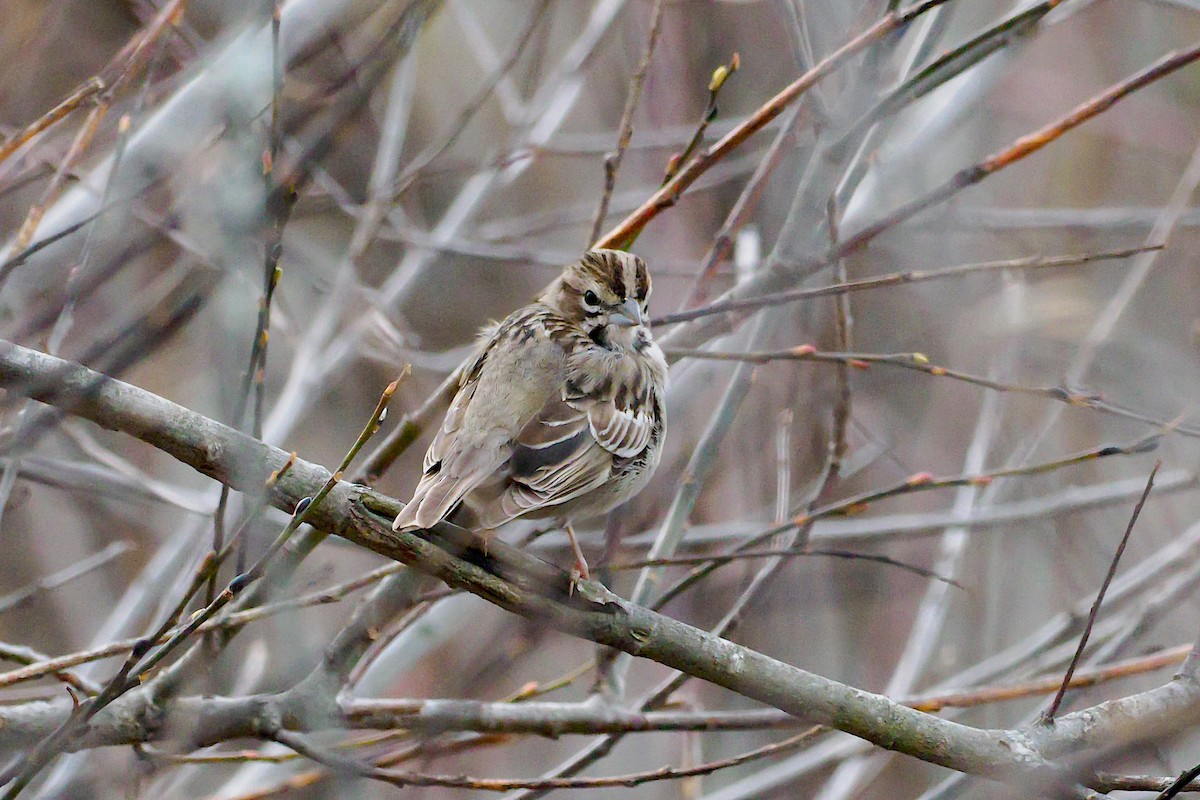 Lark Sparrow - ML645850653