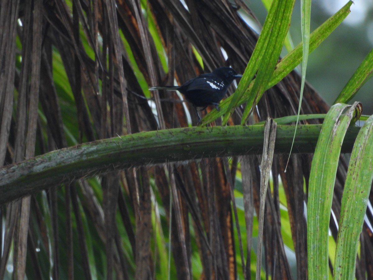 Dot-winged Antwren - ML645850654