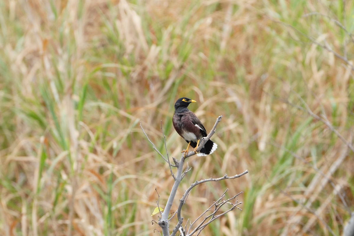 Common Myna - ML645850655