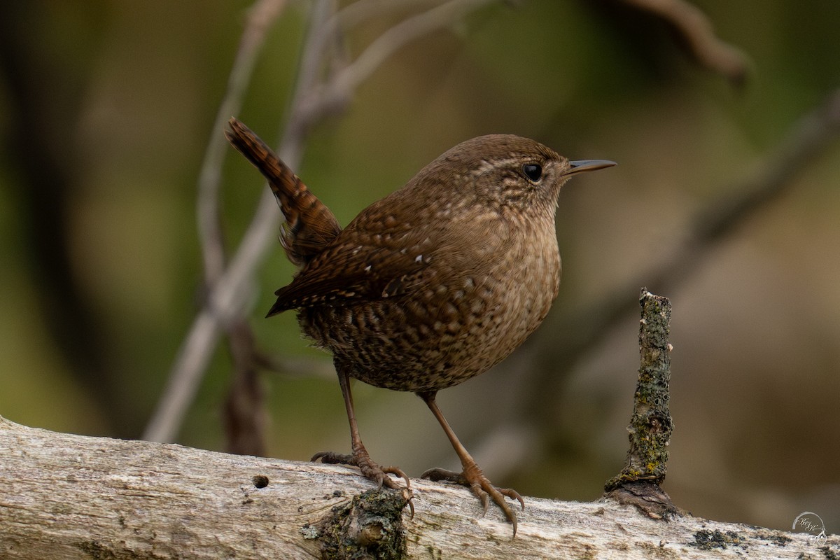 Winter Wren - ML645850656