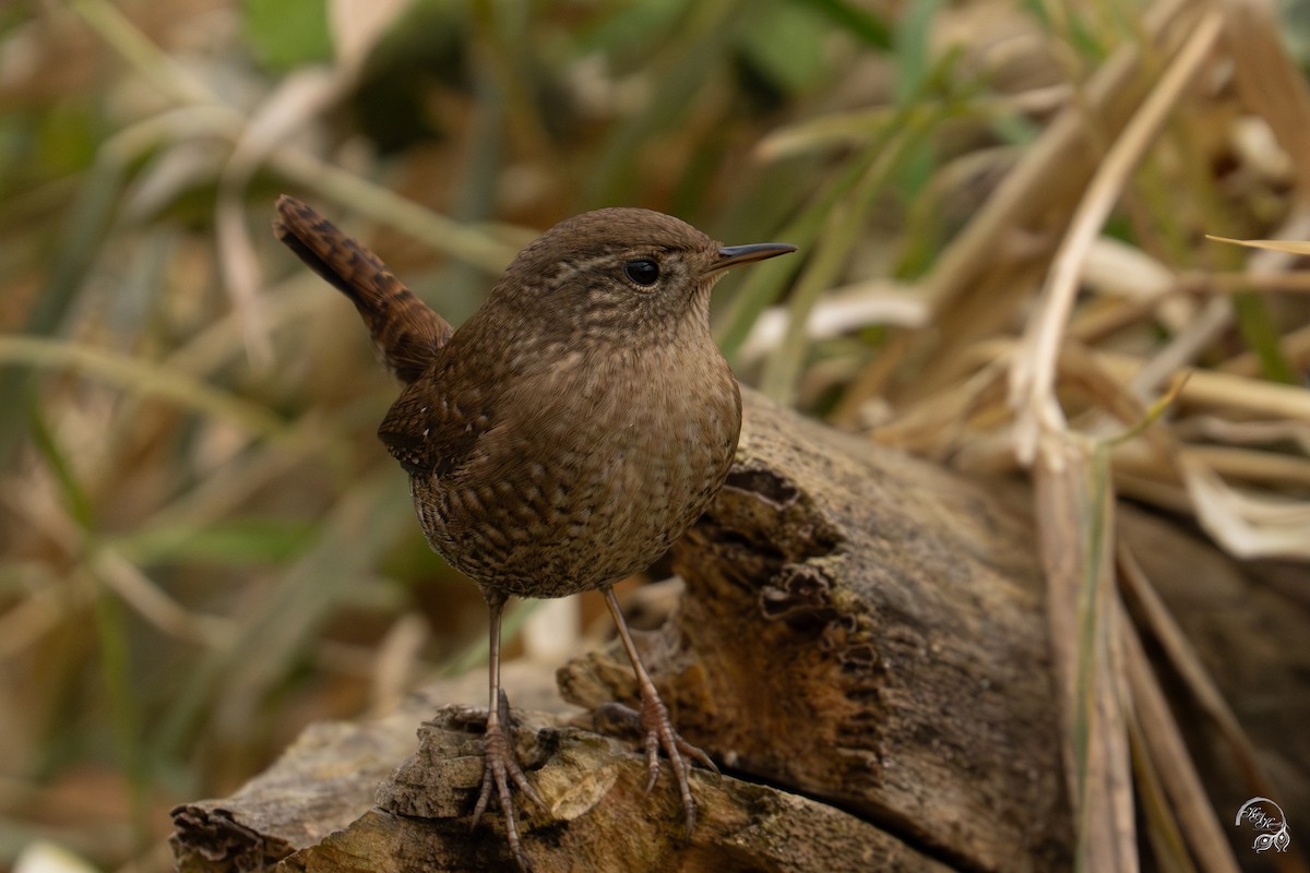 Winter Wren - ML645850658