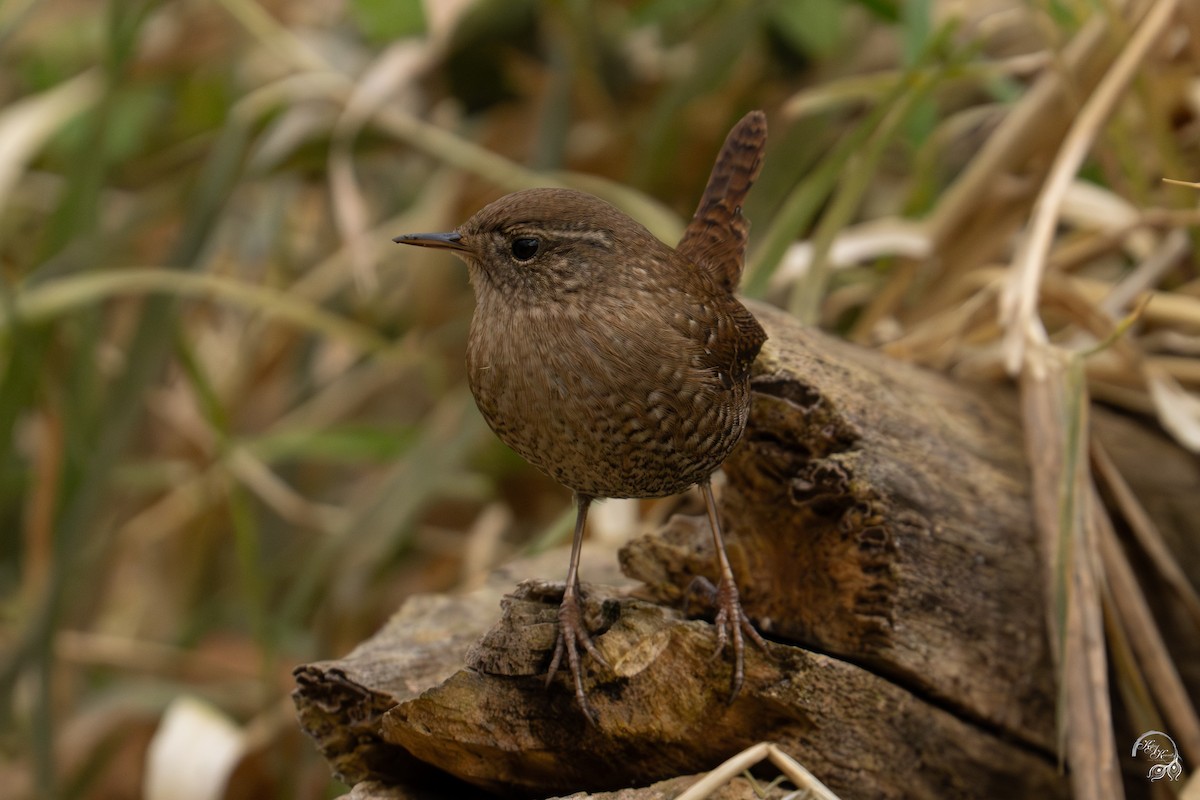 Winter Wren - ML645850659