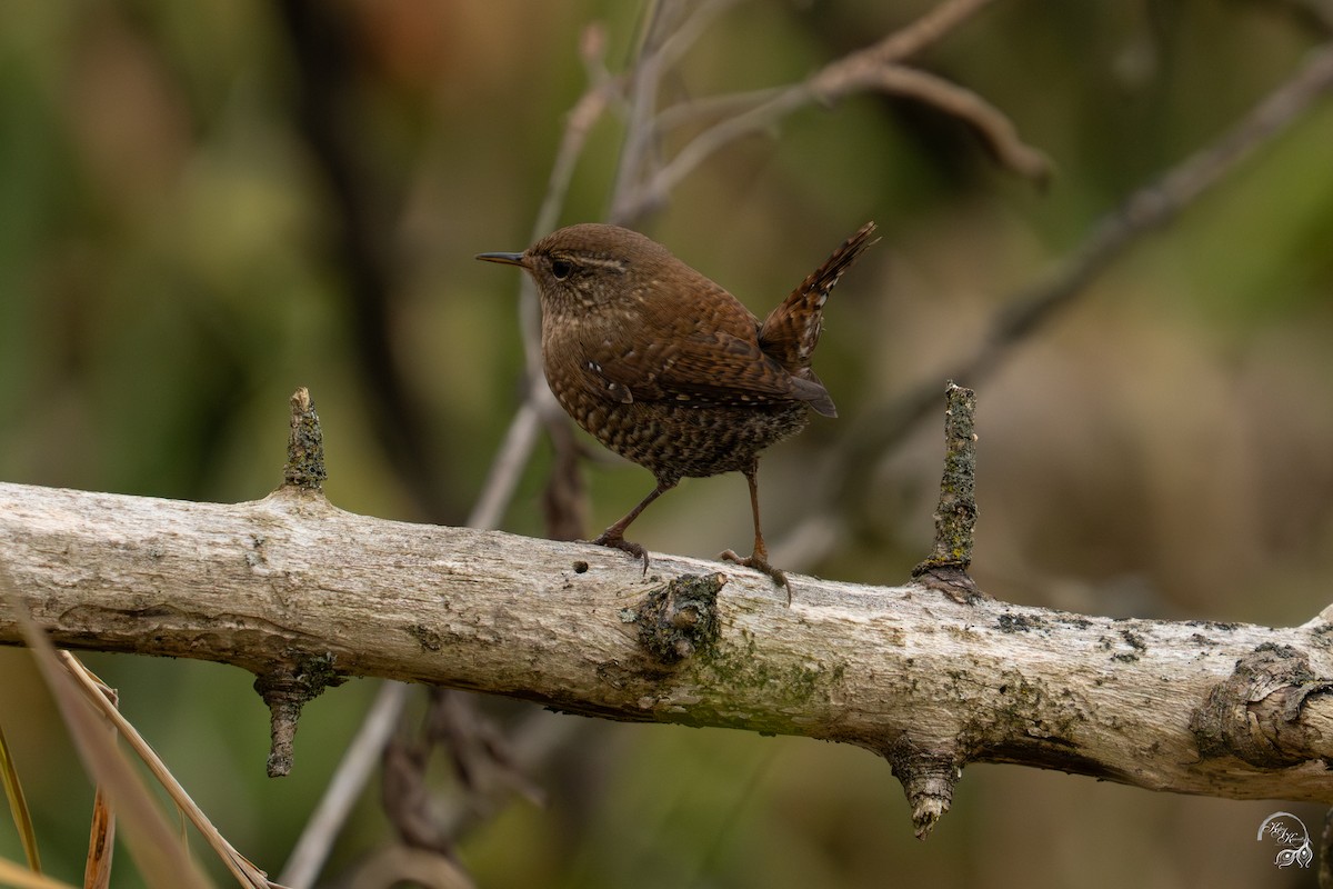 Winter Wren - ML645850660
