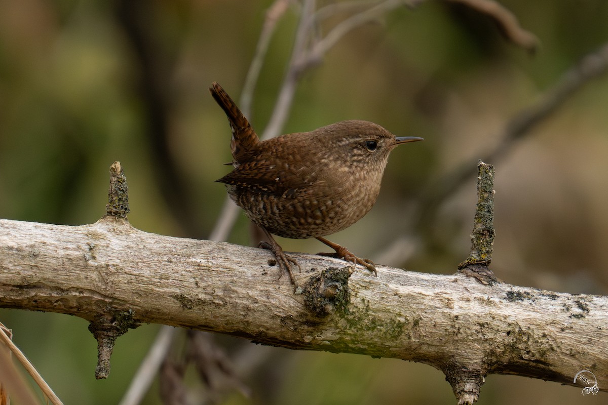 Winter Wren - ML645850661