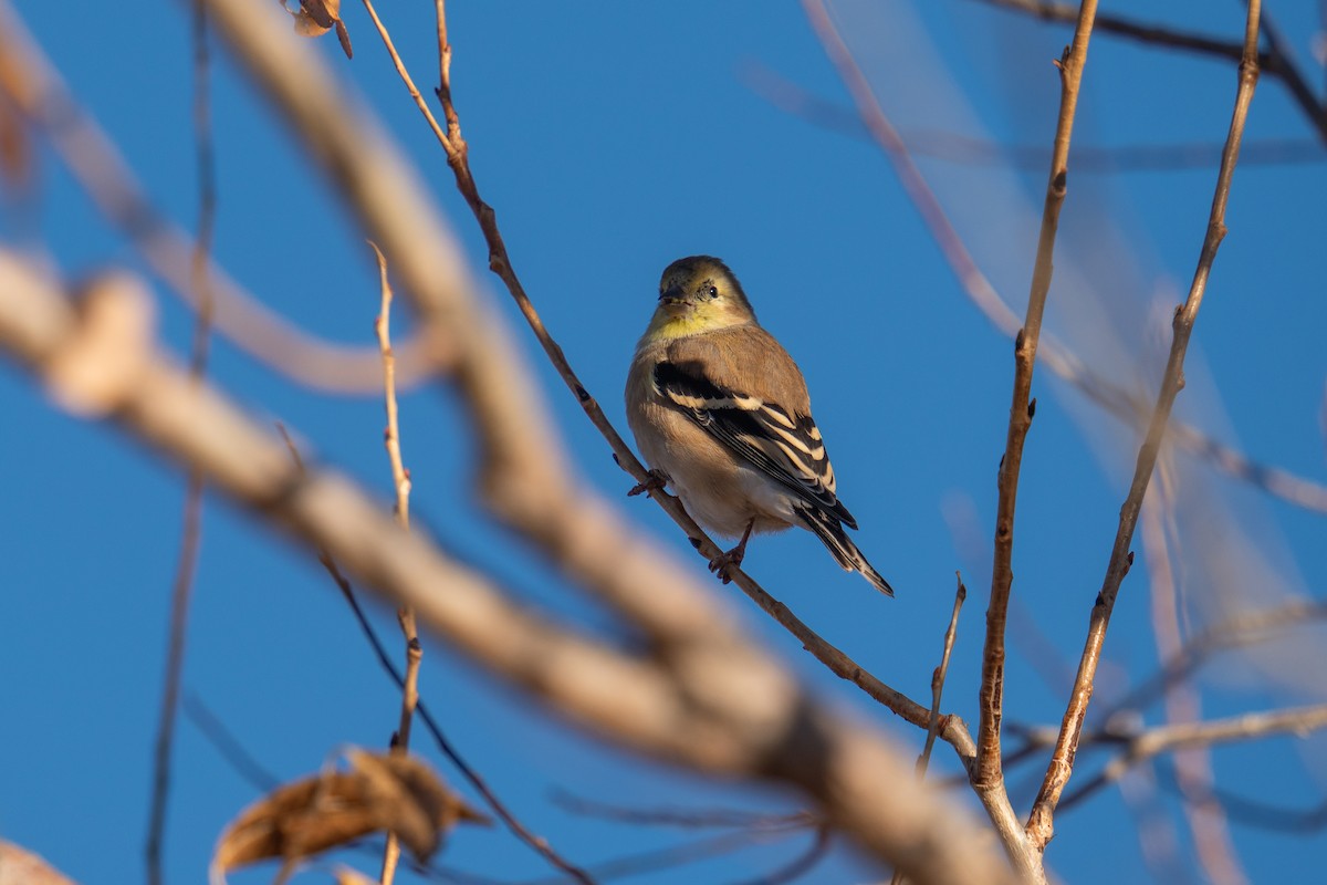 Altın İskete - ML645850662