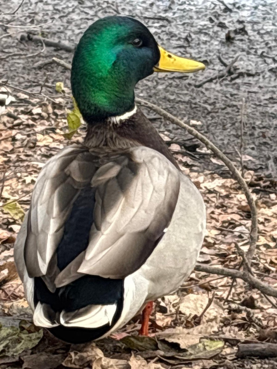 Mallard - ML645850665