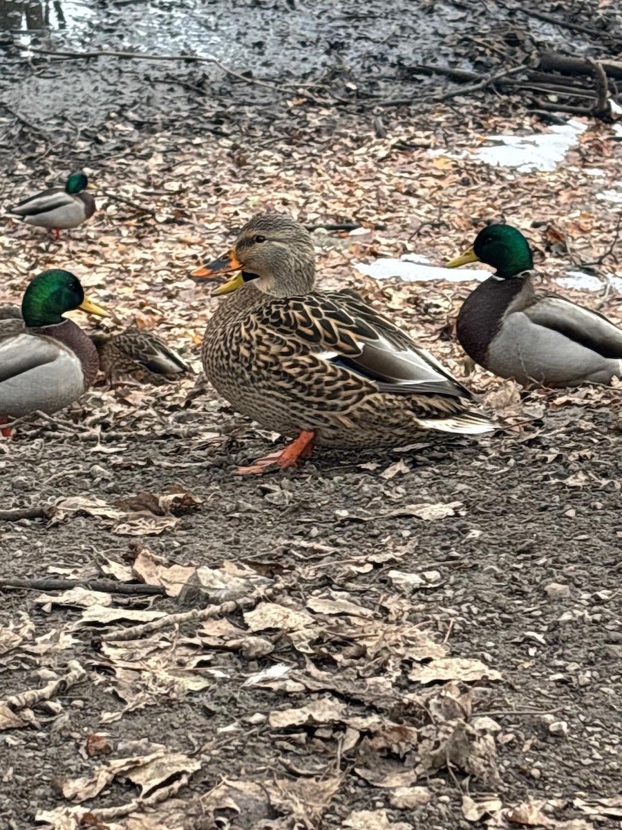 Mallard - ML645850666