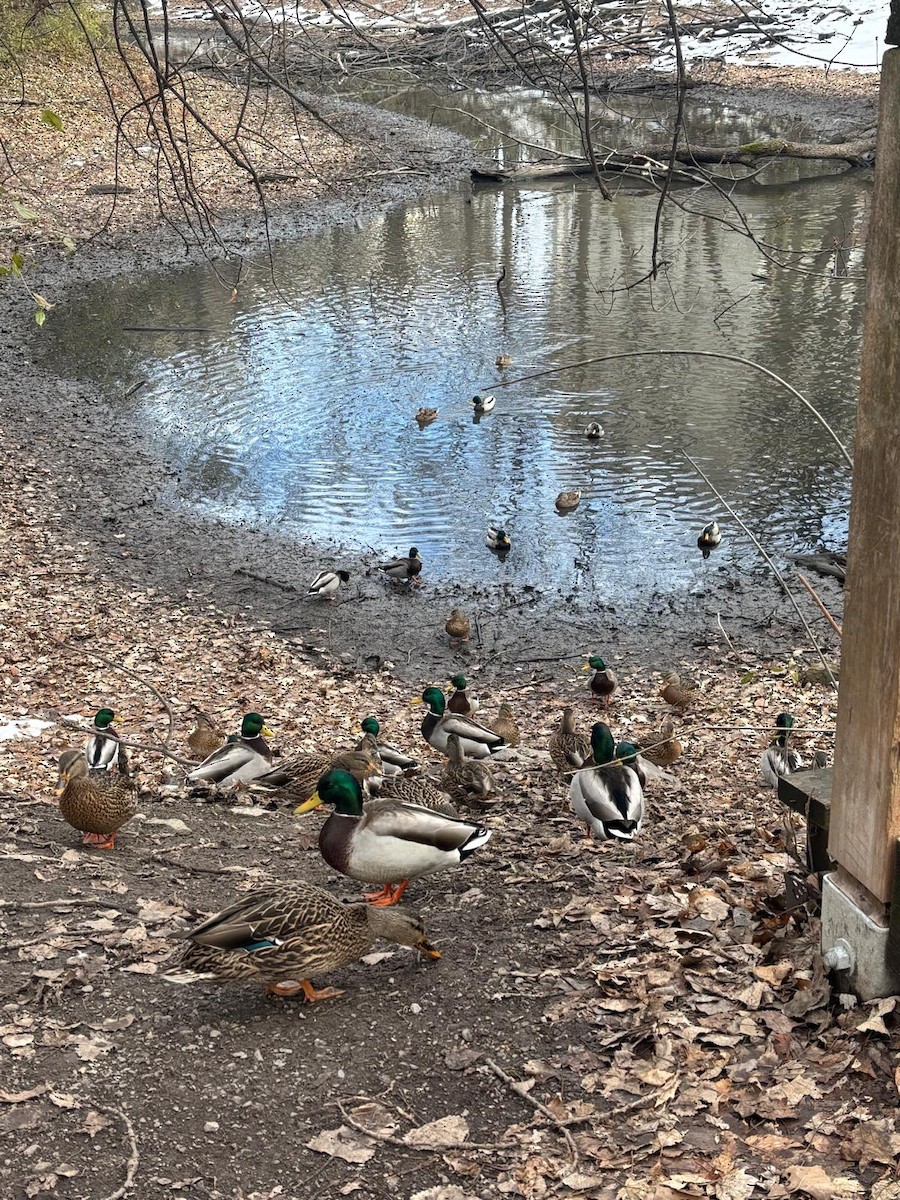 Mallard - ML645850668