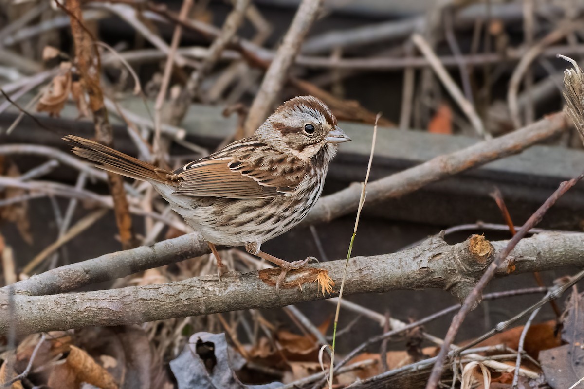 Song Sparrow - ML645850669