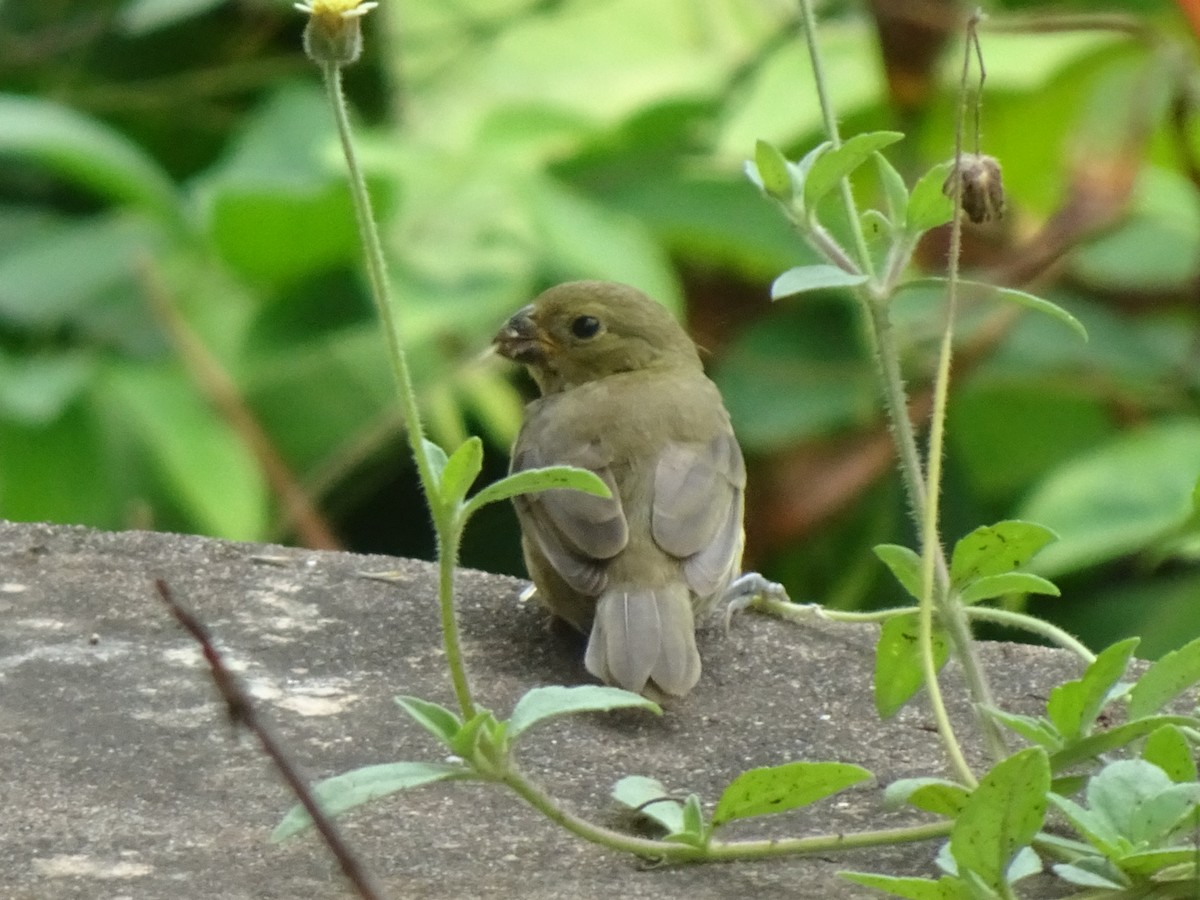 Variable Seedeater - ML645850672