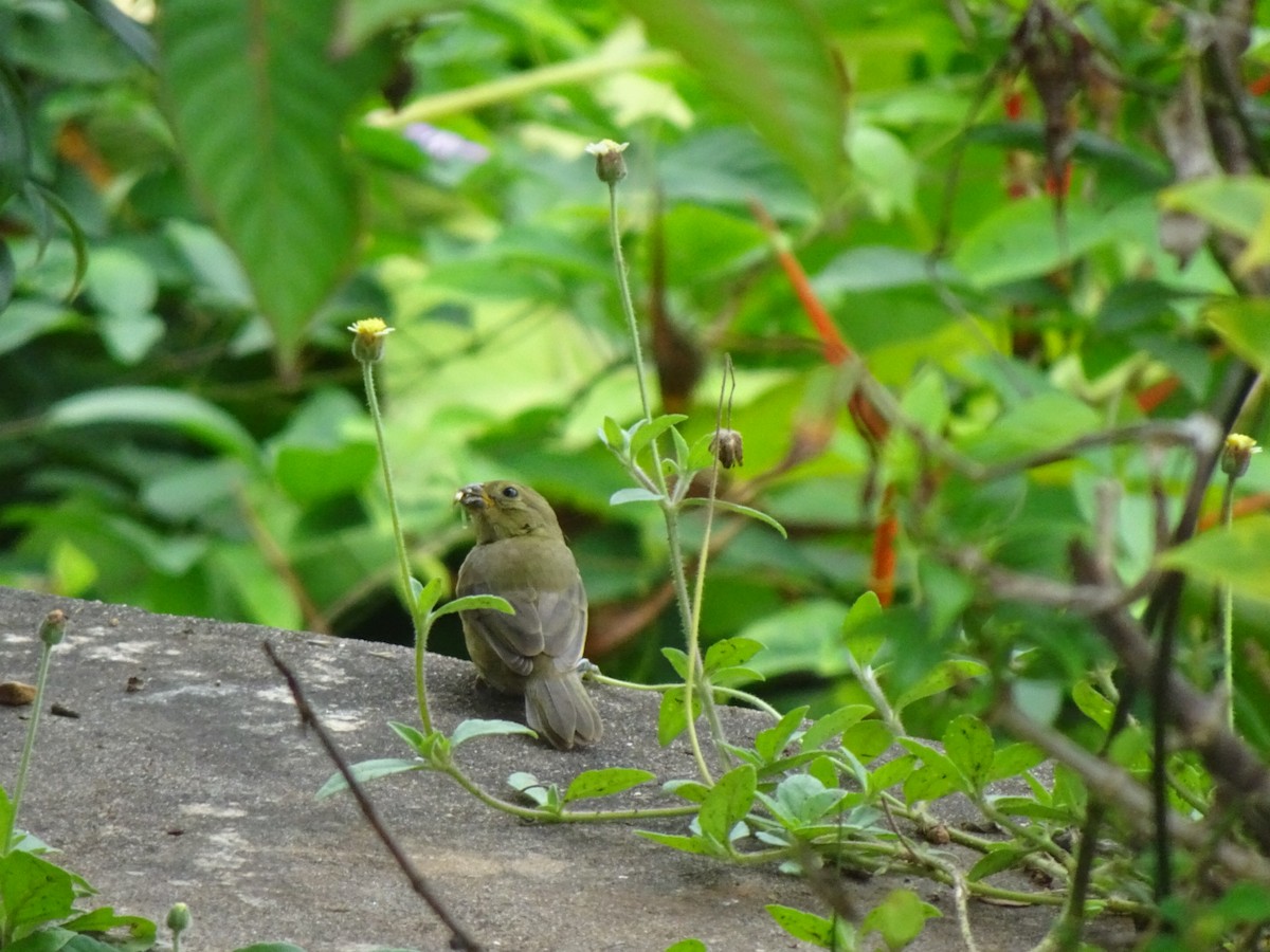 Variable Seedeater - ML645850673