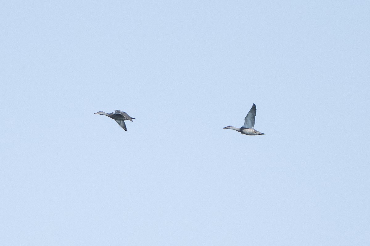 Серая утка - ML645850677