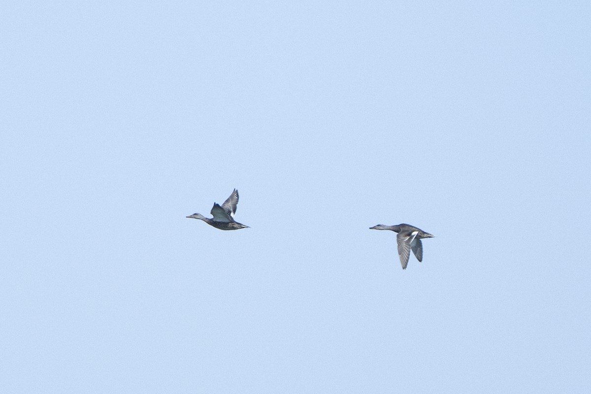 Серая утка - ML645850678