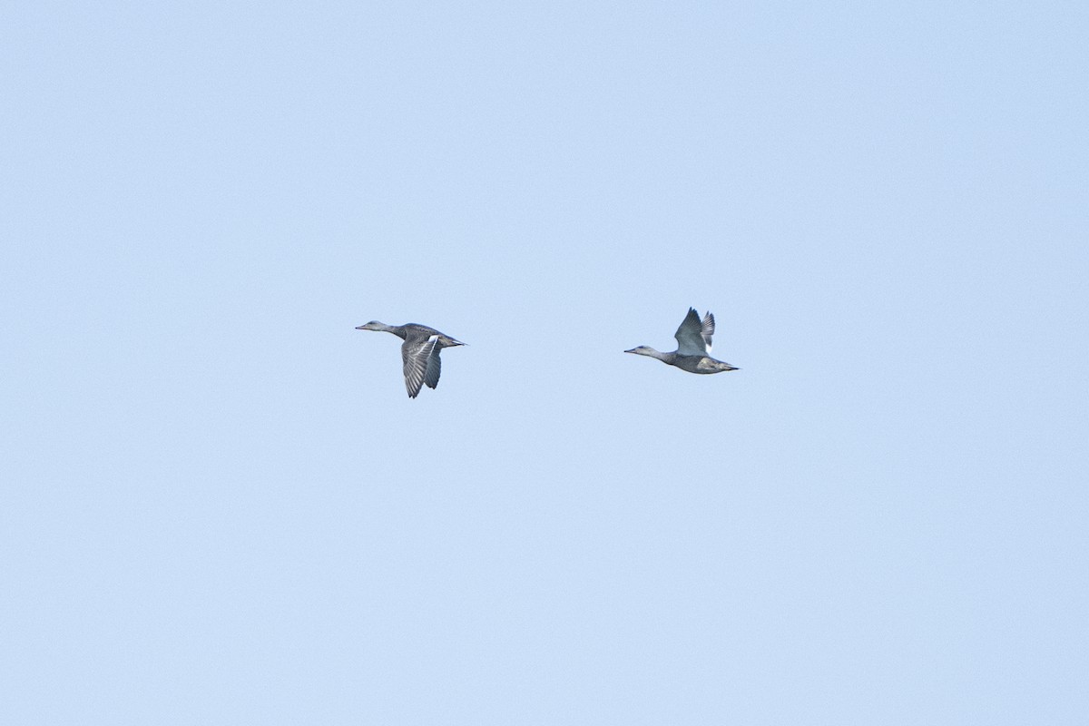 Серая утка - ML645850679