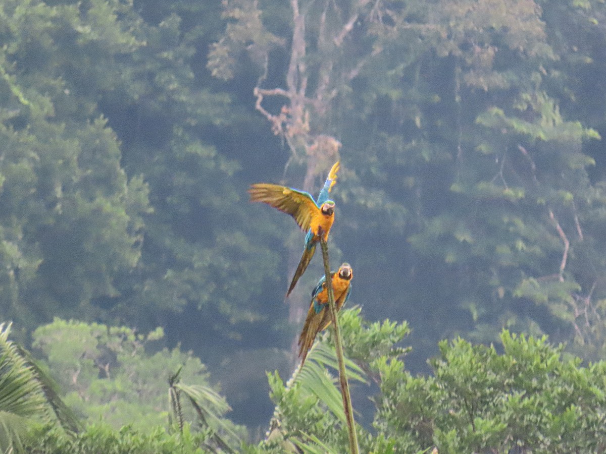 Blue-and-yellow Macaw - ML645850681