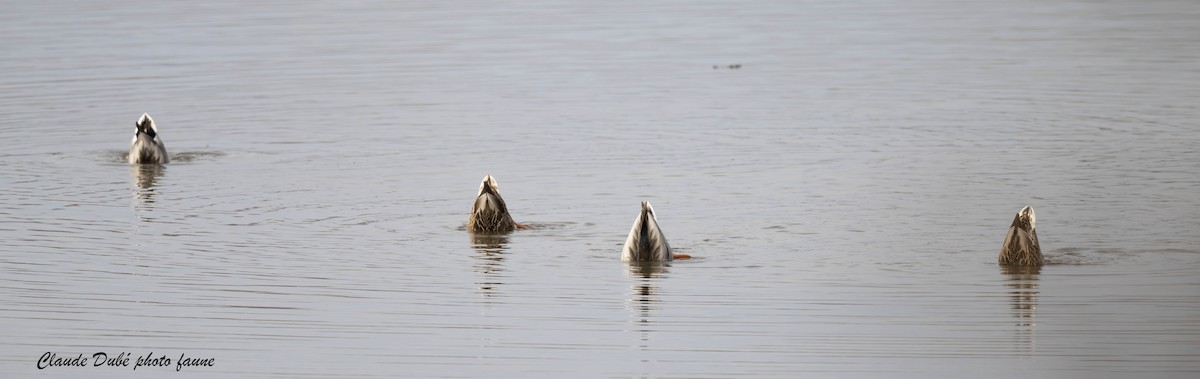 Mallard - ML645850684