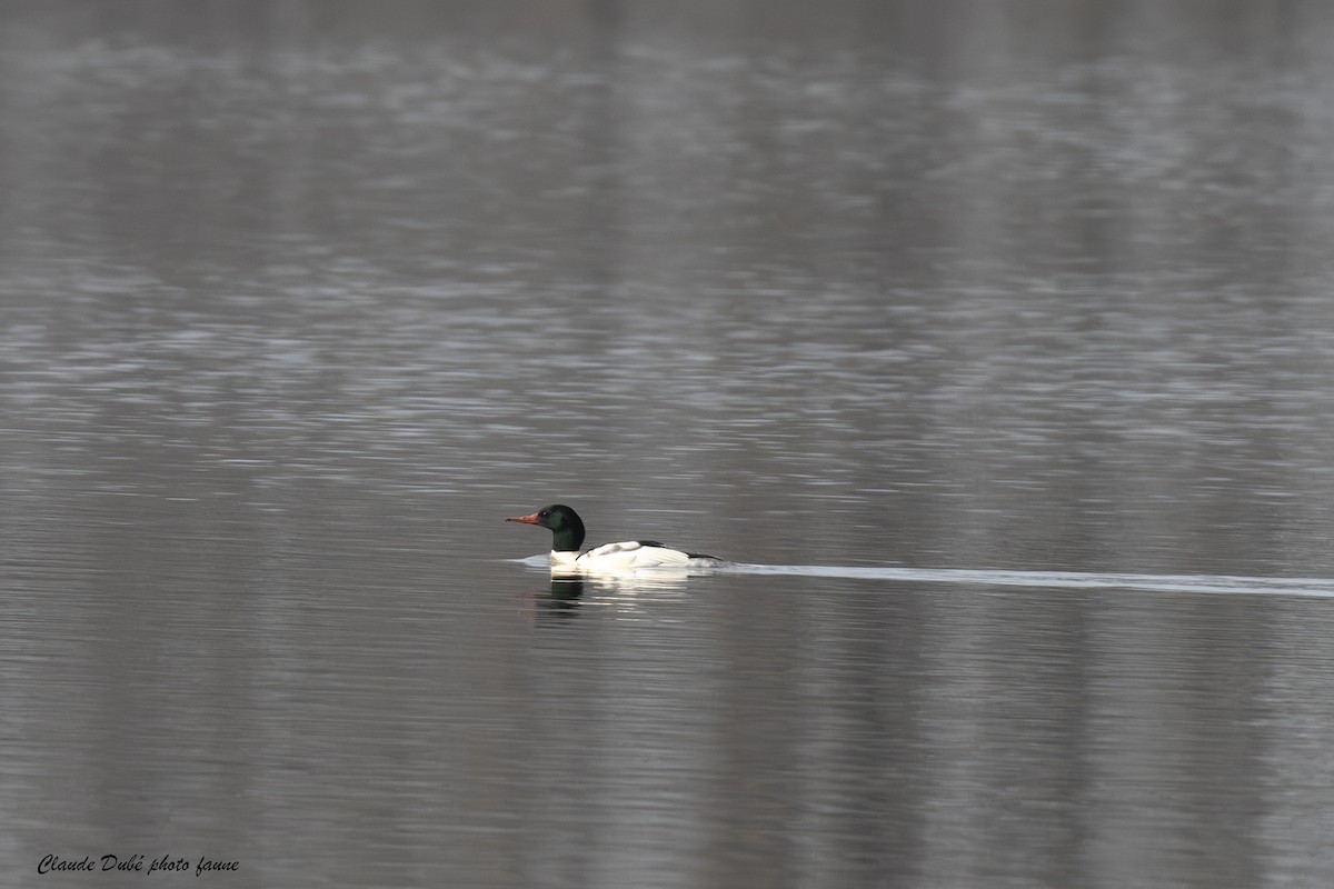 Common Merganser - ML645850688