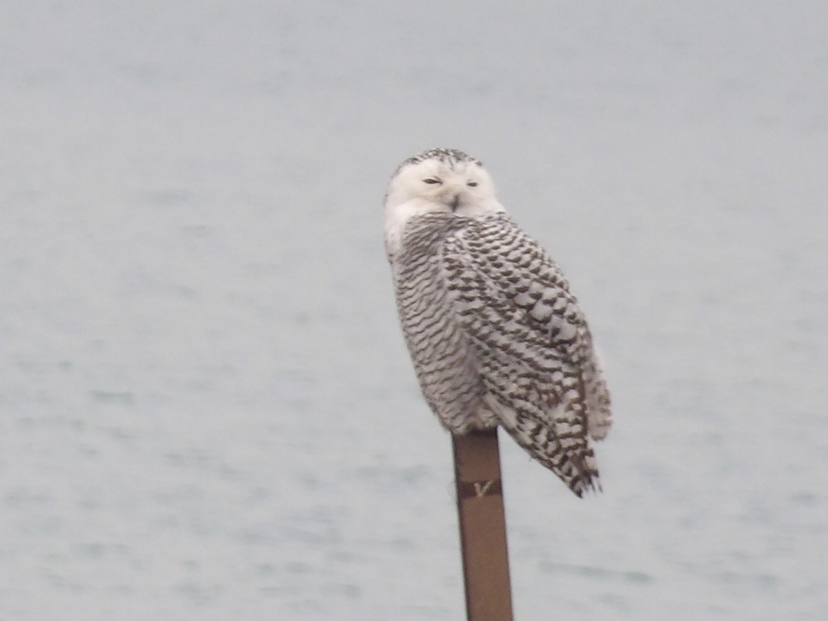 לילית שלג - ML645850695