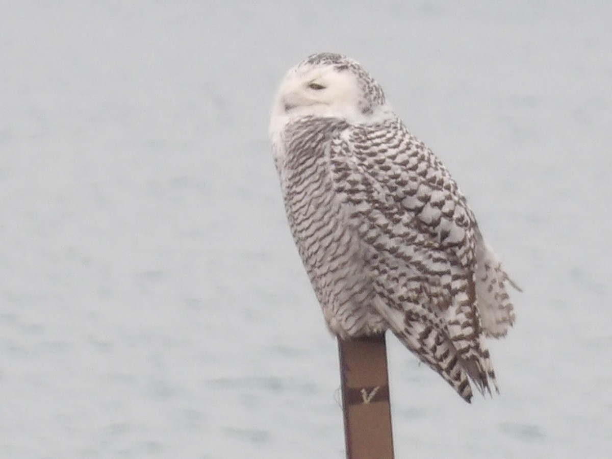 לילית שלג - ML645850696