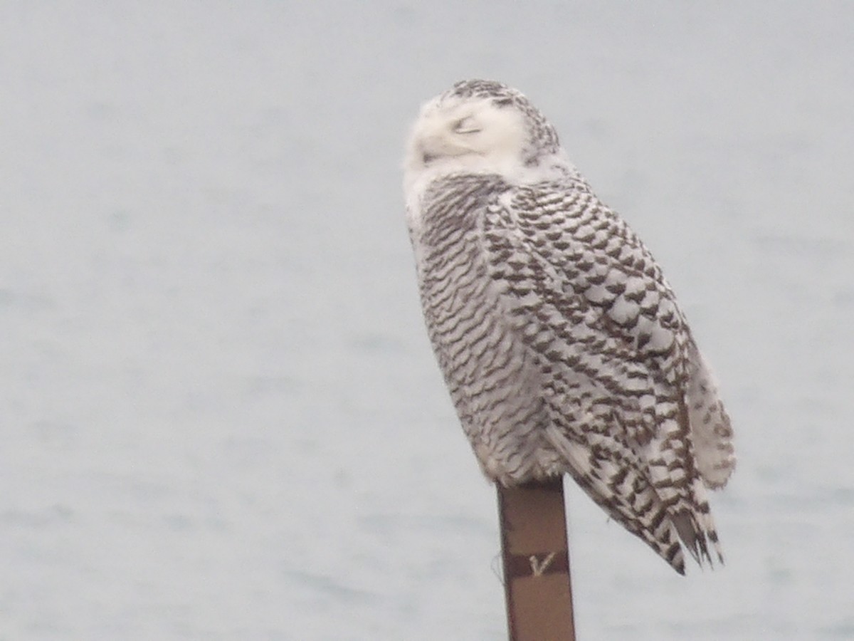 לילית שלג - ML645850698
