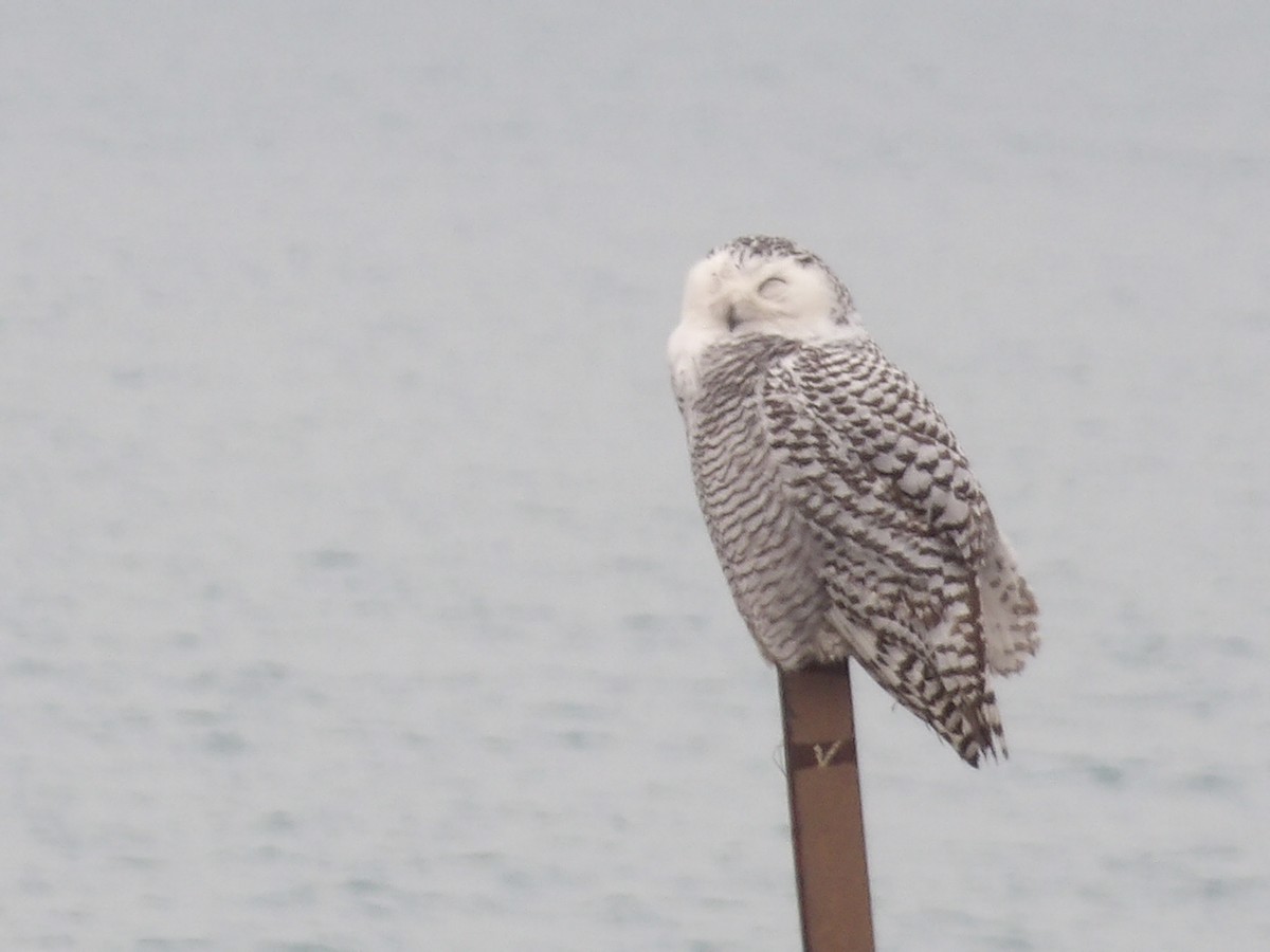 לילית שלג - ML645850699