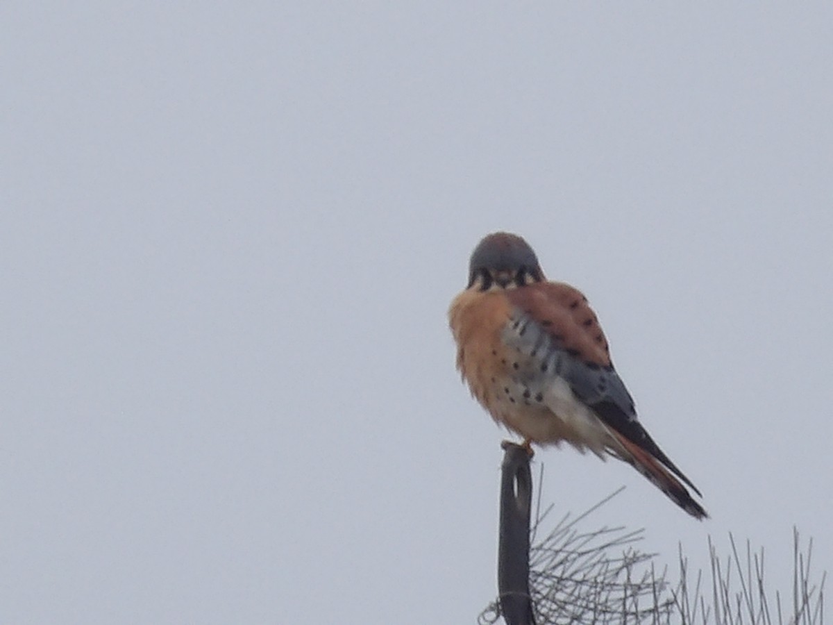 בז אמריקני - ML645850706