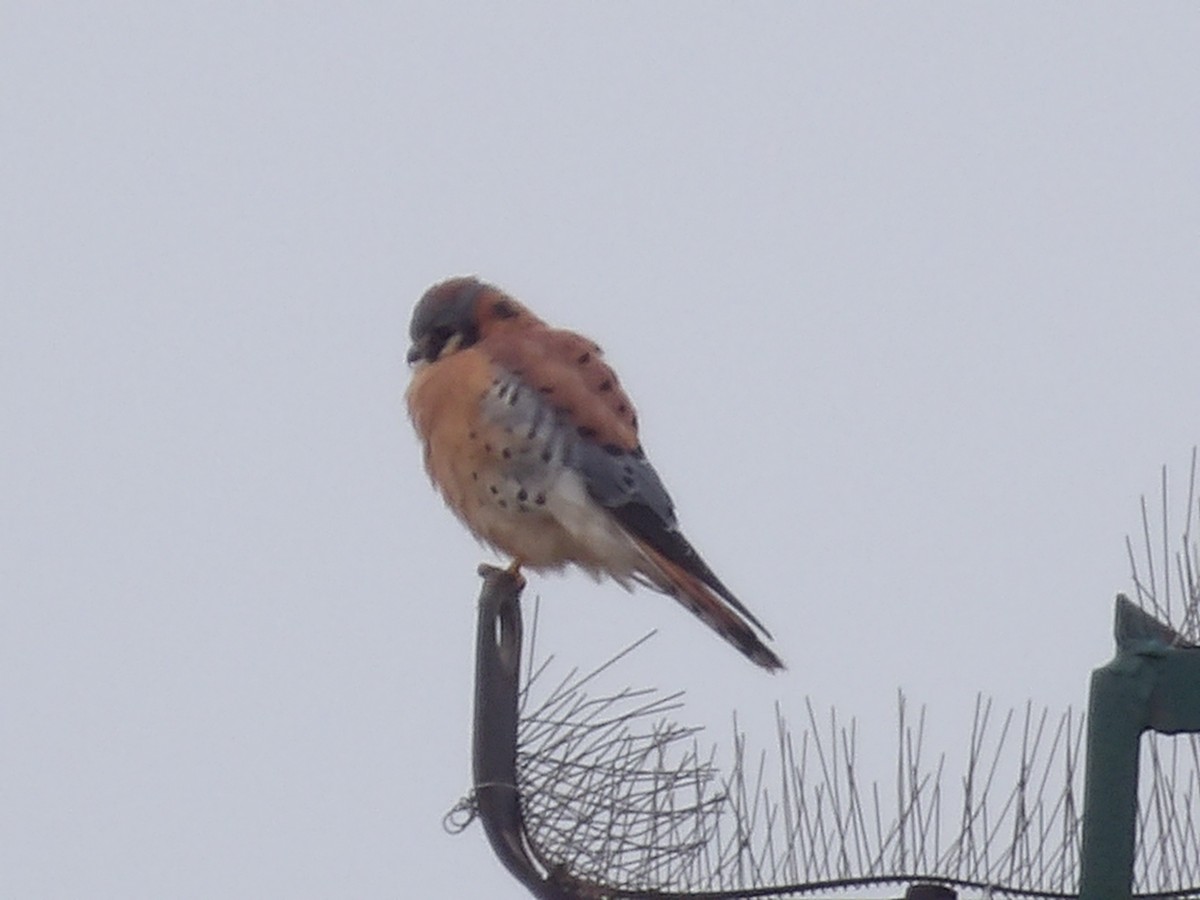 בז אמריקני - ML645850707