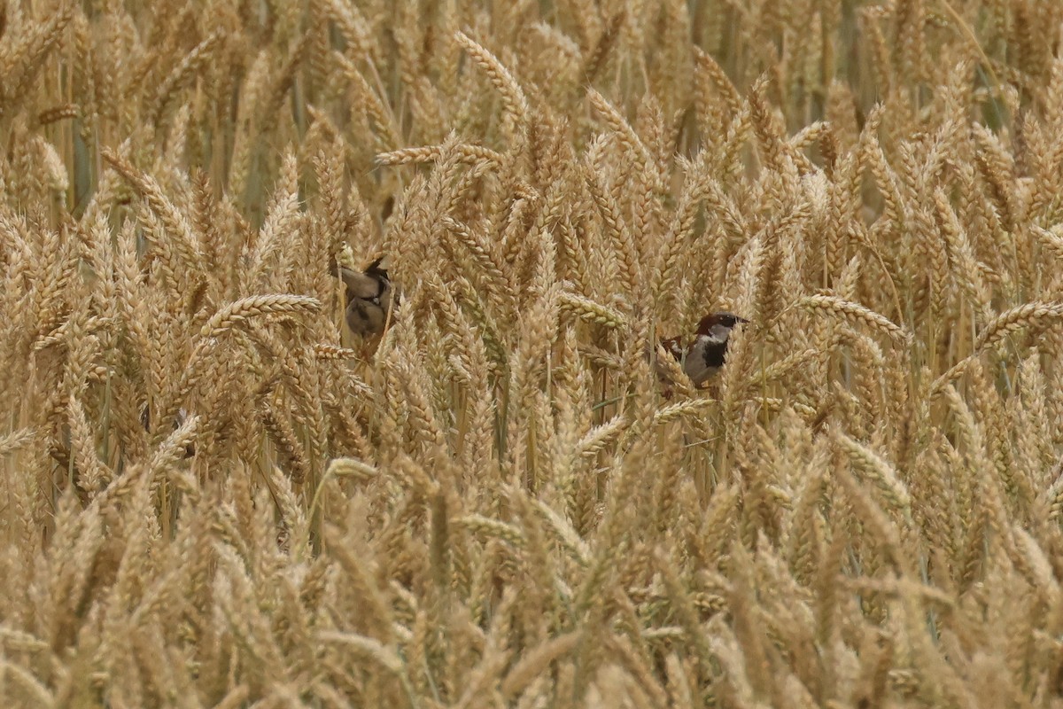 House Sparrow - ML645850709