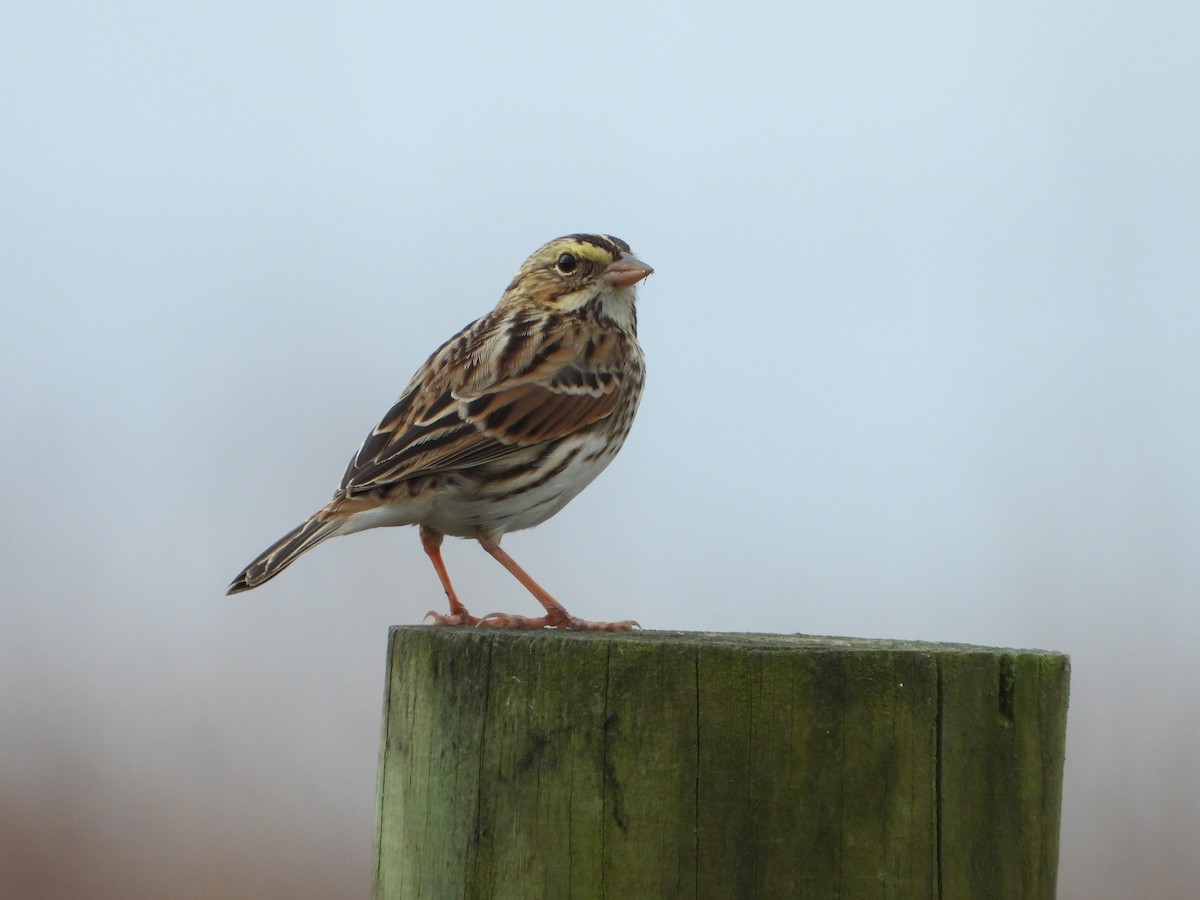 Savannah Sparrow - ML645850711