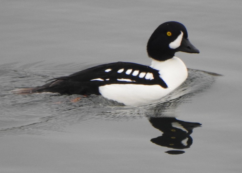Barrow's Goldeneye - ML645850713