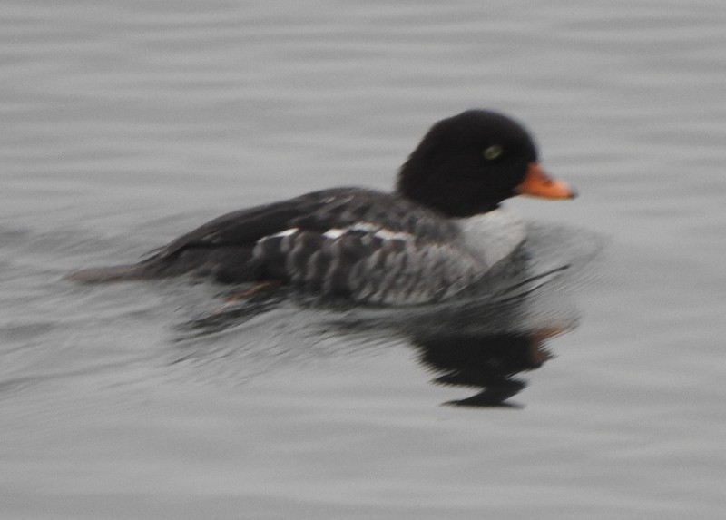 Barrow's Goldeneye - ML645850714