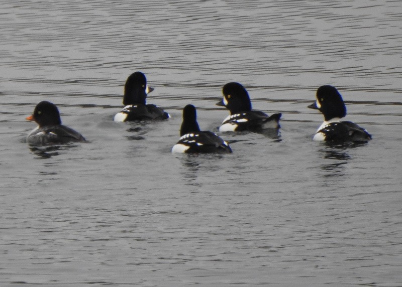 Barrow's Goldeneye - ML645850715
