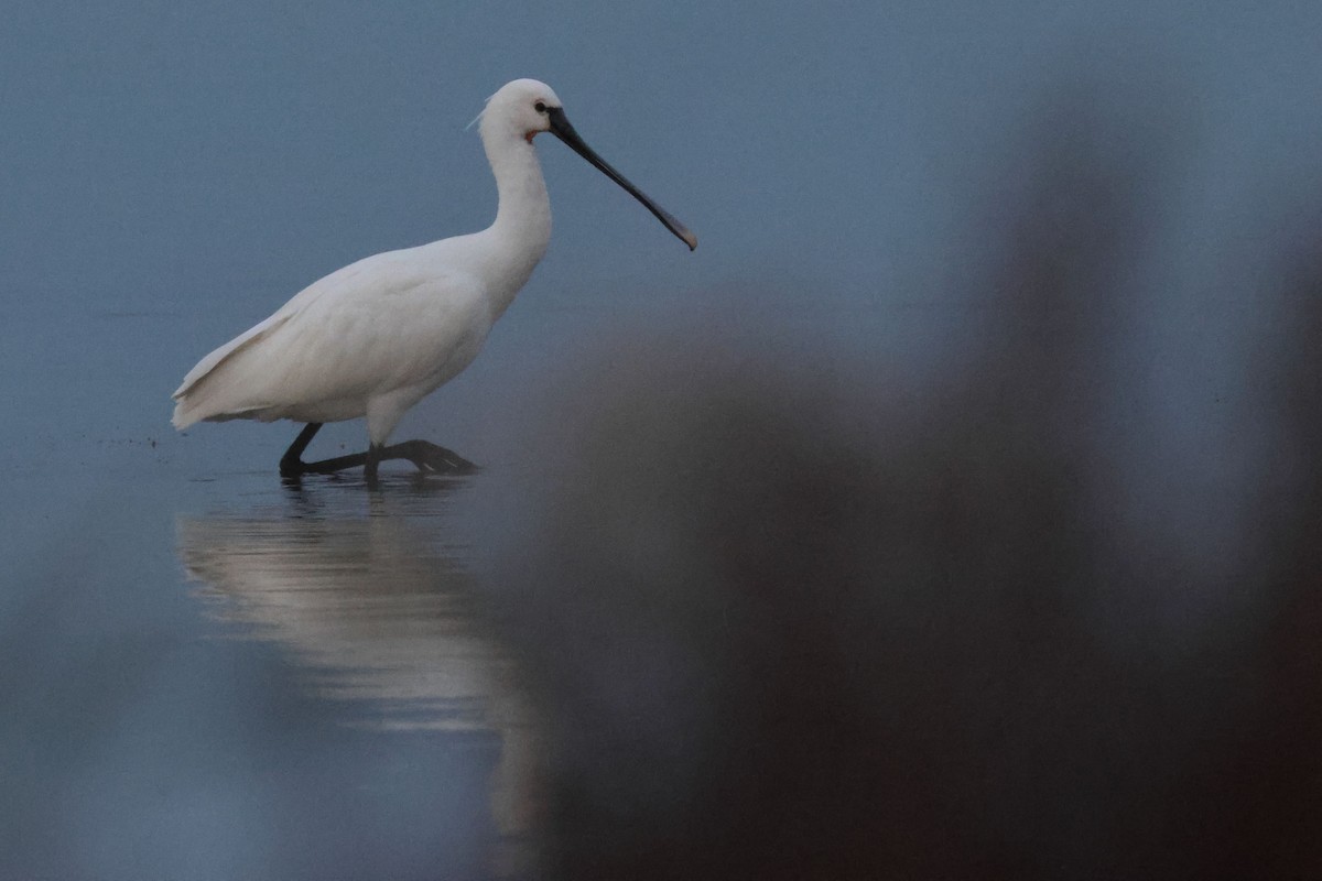 Spatola - ML645850716