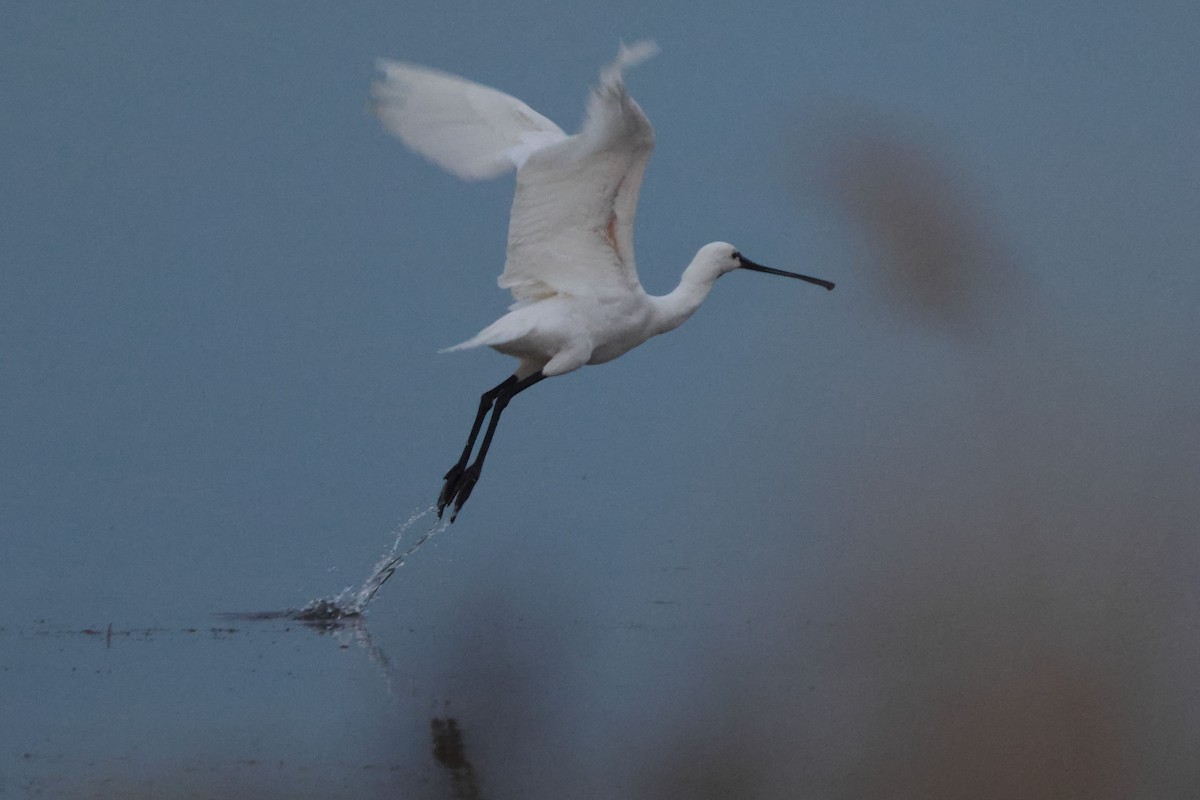 Spatola - ML645850717