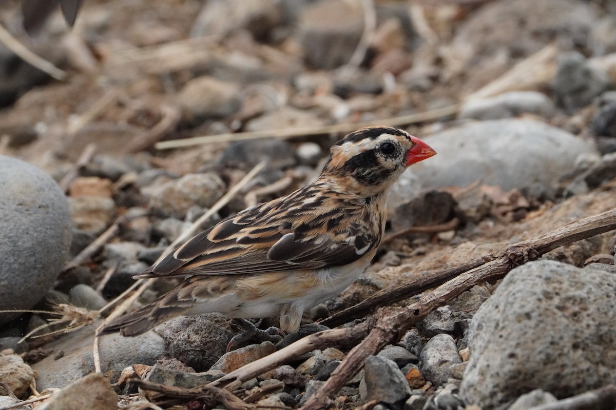 Pin-tailed Whydah - ML645850720