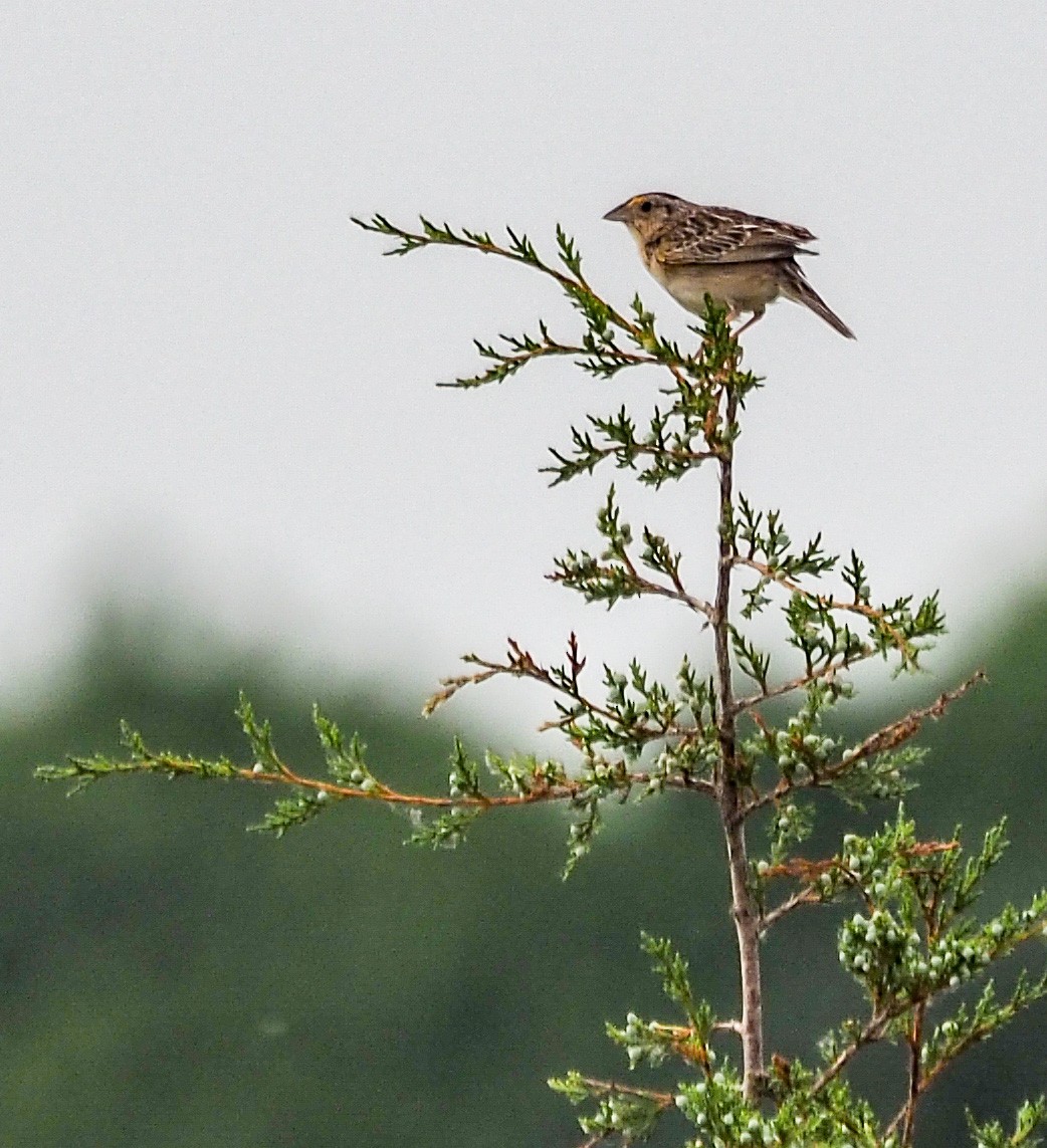 Grasshopper Sparrow - ML645850725